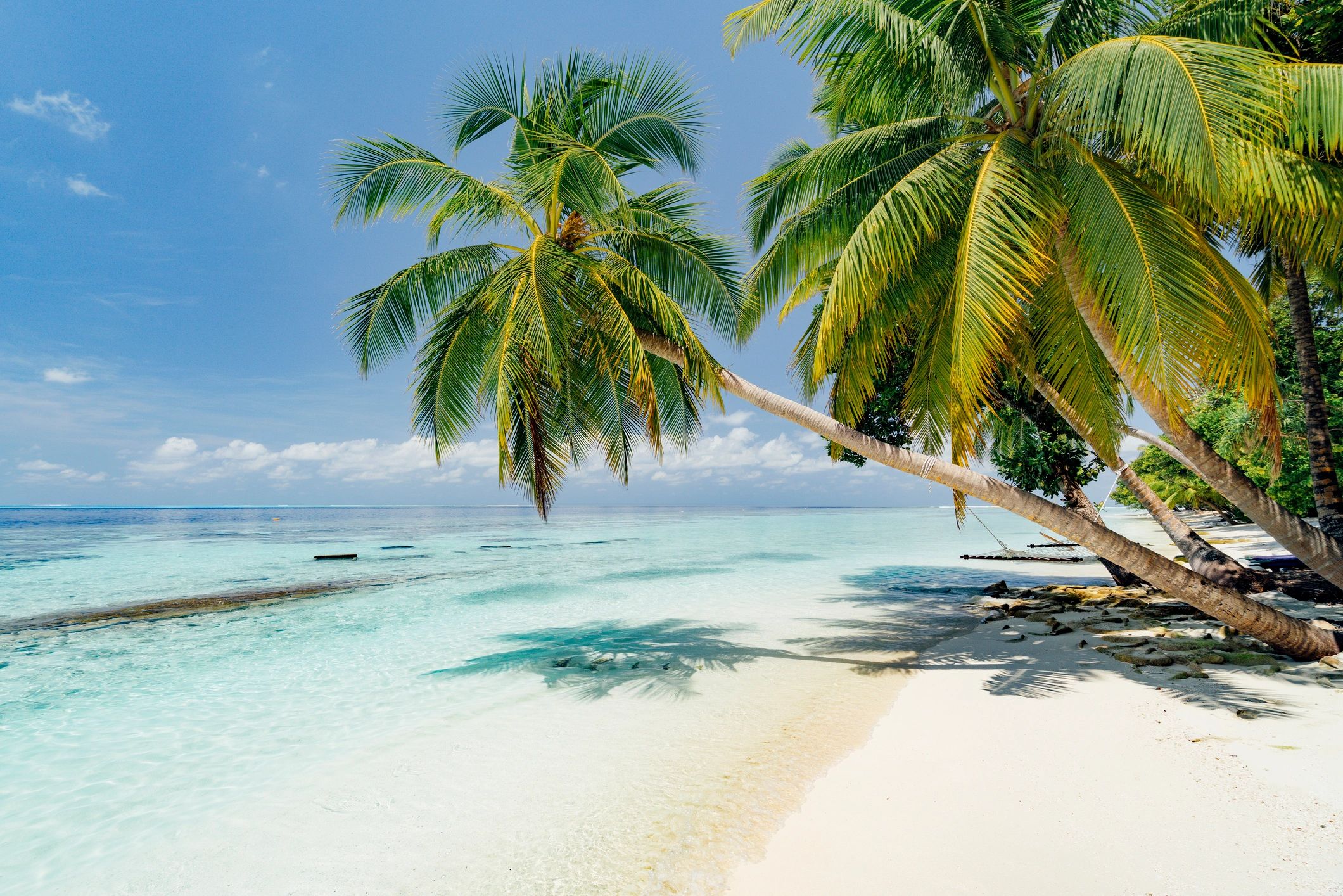 Tropical boardwalk with palm trees, representing a welcoming journey to the Club